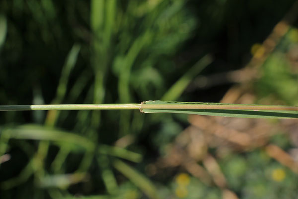 Wiesen-Schwingel (Festuca pratensis s.lat.)