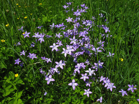 Wiesen-Glockenblume (Campanula patula)