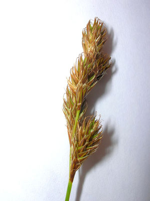 Hasen-Segge (Carex leporina)