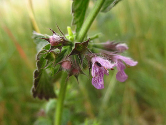 Gewöhnliche Schwarznessel (Ballota nigra)