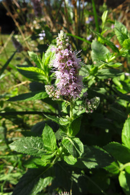 Ross-Minze (Mentha longifolia)