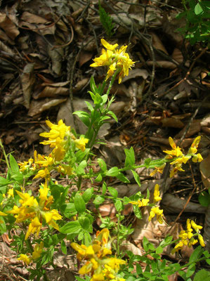 Deutsch-Ginster (Genista germanica)