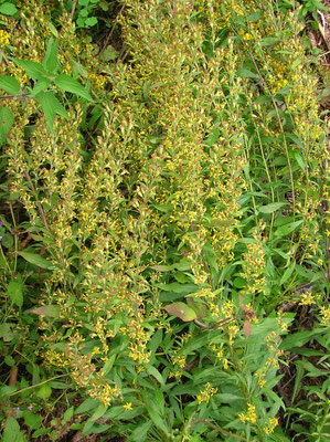 Echte Goldrute (Solidago virgaurea)