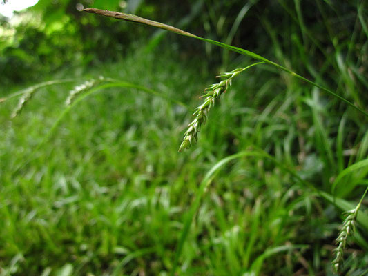 Wald-Segge (Carex sylvatica)