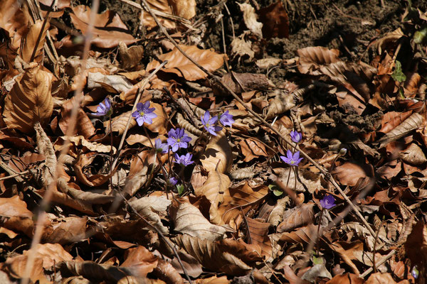 Leberblümchen (Hepatica nobilis)