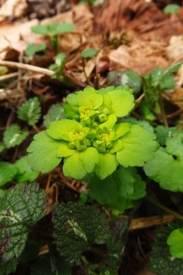 Wechselbatt-Milzkraut (Chrysosplenium alternifolium) | Fam. Steinbrechgewächse (Saxifragaceae)