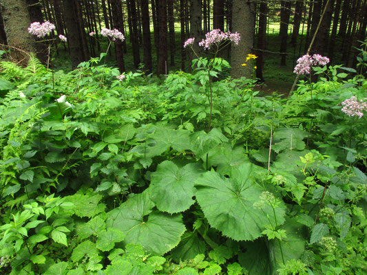 Grau-Alpendost (Adenostyles alliariae)