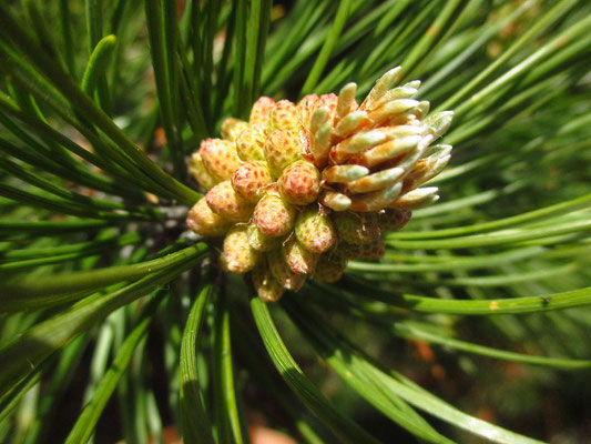 Leg-Föhre (Pinus mugo) | männliche Blüten