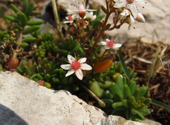 Weißer Mauerpfeffer (Sedum album)