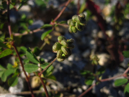 Hopfen-Schneckenklee (Medicago lupulina)