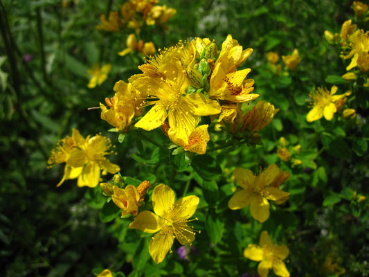 Echtes Johanniskraut (Hypericum perforatum)