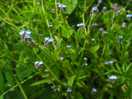 Acker-Vergissmeinnicht (Myosotis arvensis)