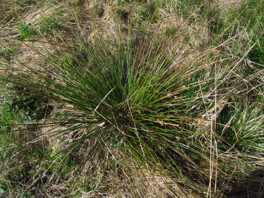 Flatter-Simse (Juncus effusus)