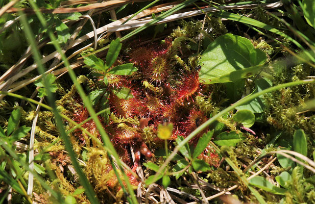 Rundblatt-Sonnentau (Drosera rotundifolia) | Fam. Sonnentaugewächse (Droseraceae)