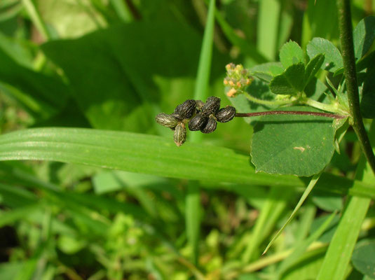 Hopfen-Schneckenklee (Medicago lupulina)