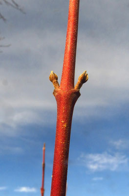 Roter Hartriegel (Cornus sanguinea) | Hartriegelgewächse (Cornaceae)