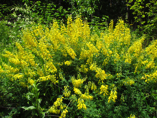 Trauben-Geißklee (Cytisus nigricans)