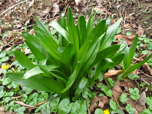 Herbstzeitlose (Colchicum autumnale)