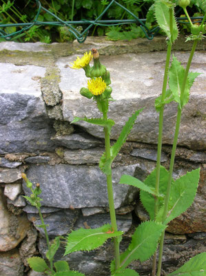 Dorn-Gänsedistel (Sonchus asper)