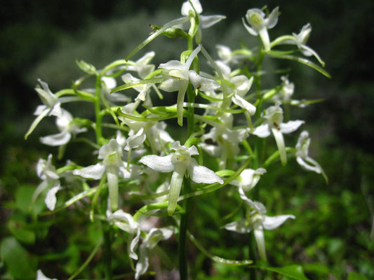 Weiß-Waldhyazinthe (Platanthera bifolia)