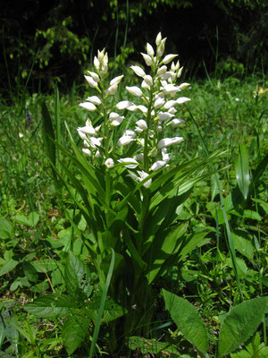 Schmalblatt-Waldvöglein (Cephalophora longifolia)