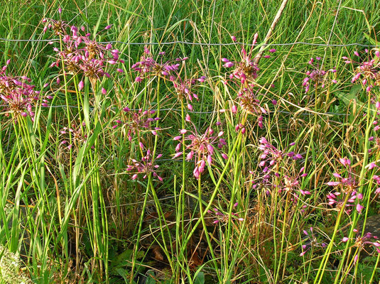 Kiel-Lauch (Allium carinatum)