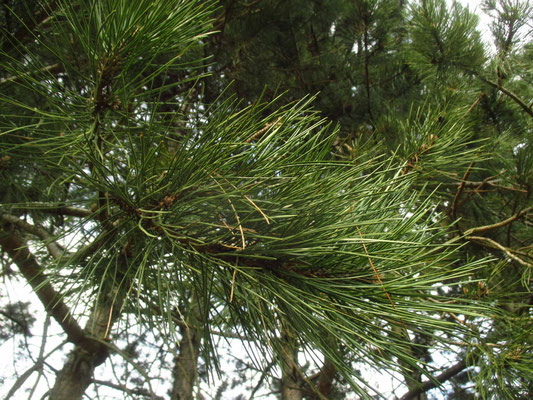 Schwarz-Föhre (Pinus nigra)