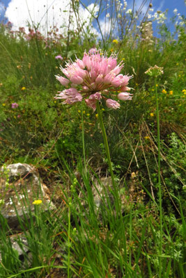 Berg-Lauch (Allium lusitanicum)