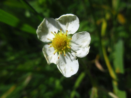 Zimt-Erdbeere (Fragaria moschata)