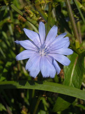 Gewöhnliche Wegwarte (Cichorium intybus)