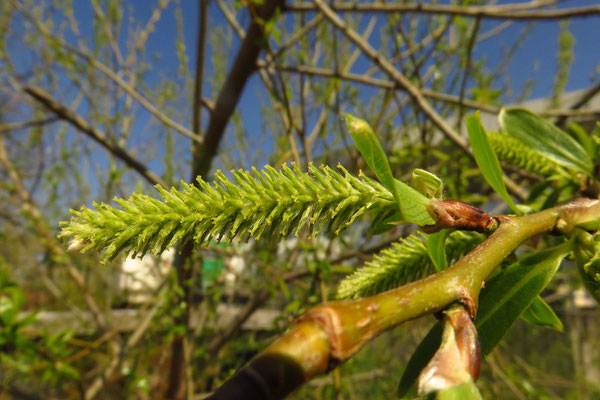 Bruch-Weide (Salix fragilis) | weibliche Blüte