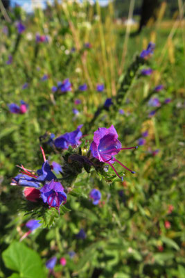 Gewöhnlicher Natternkopf (Echium vulgare)