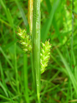 Bleich-Segge (Carex pallescens)