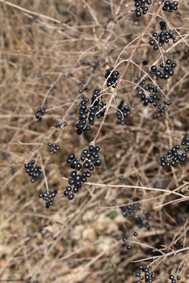 Gewöhnlicher Liguster (Ligustrum vulgare) | Fam. Ölbaumgewächse (Oleaceae)