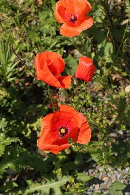Klatsch-Mohn (Papaver rhoeas) | Fam. Mohngewächse (Papaveraceae)
