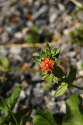 Acker-Gauchheil (Anagallis arvensis) | Fam. Primelgewächse (Primulaceae)