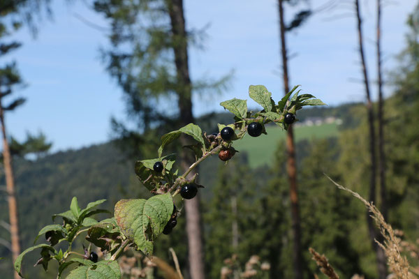 Echte Tollkirsche (Atropa belladonna) | Fam. Nachtschattengewächse