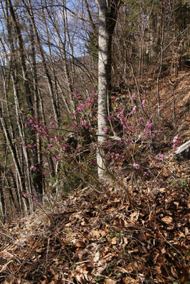 Echter Seidelbast (Daphne mezereum) 