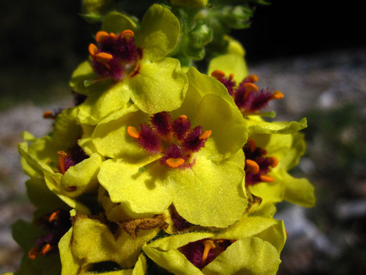 Dunkel-Königskerze (Verbascum nigrum)