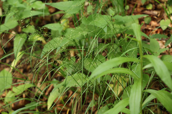 Hain-Rispengras (Poa nemoralis)