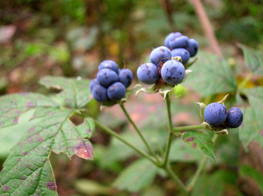 Reif-Brombeere (Rubus caesius)