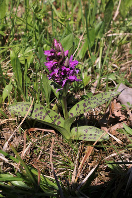 Breitblatt-Fingerwurz (Dactylorhiza majalis agg.)