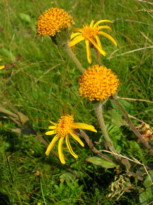 Arnika (Arnica montana)