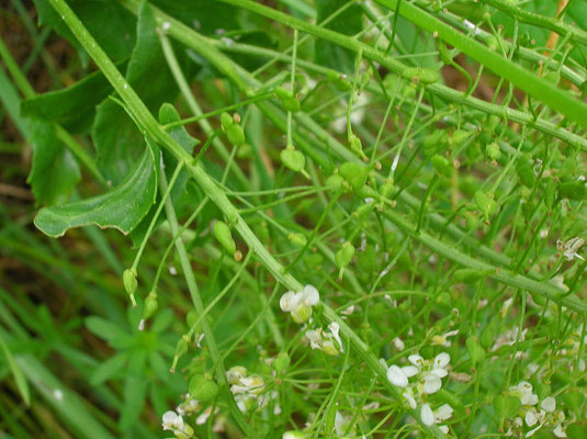 Pfeilkresse (Lepidium draba)