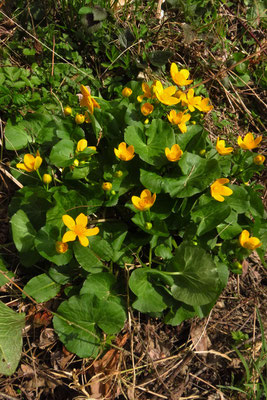 Sumpfdotterblume (Caltha palustris) | Fam. Hahnenfußgewächse (Ranunculaceae)