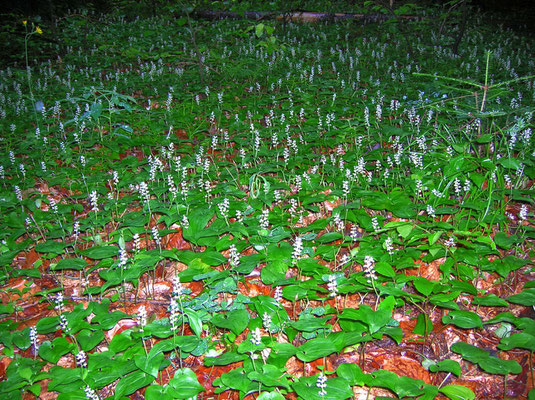 Zweiblatt-Schattenblümchen (Maianthemum bifolium)