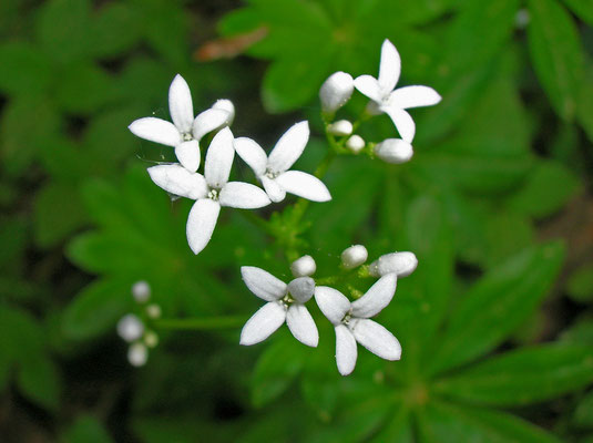 Waldmeister (Galium odoratum)