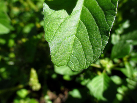 Stutzblatt-Amaranth (Amaranthus blitum)