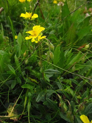 Gewöhnliches Sonnenröschen (Helianthemum nummularium agg.)