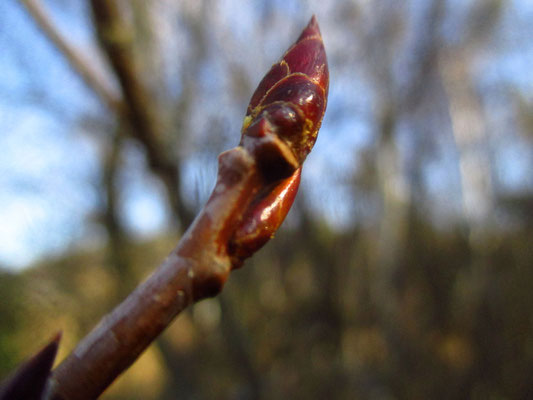 Zitter-Pappel (Populus tremula) | Knospe